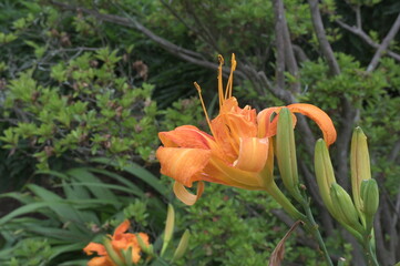 オレンジの花