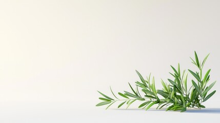 Obraz premium Fresh Rosemary Sprig in 3D Render on White Background with Needle-like Leaves and Vibrant Green Color