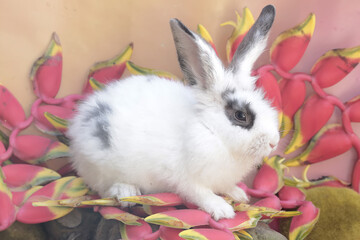 A white rabbit was eating a bunch of wild banana flowers that had fallen to the ground. This rodent has the scientific name Lepus nigricollis.