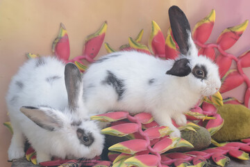A pair of white rabbits are eating bunches of wild banana flowers that have fallen to the ground....