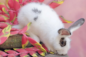 A white rabbit was eating a bunch of wild banana flowers that had fallen to the ground. This rodent...