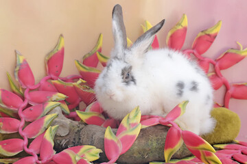 A white rabbit was eating a bunch of wild banana flowers that had fallen to the ground. This rodent has the scientific name Lepus nigricollis.