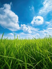 Obraz premium A field of green grass with a blue sky in the background