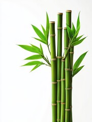 Obraz premium A bunch of bamboo sticks with green leaves