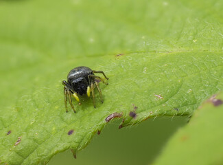 Sonnenspringer (Heliophanus spec.)