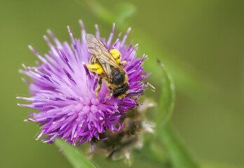 Gelbbindige Furchenbiene (Halictus scabiosae)