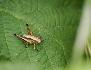 Gemeine Strauchschrecke (Pholidoptera griseoaptera), auch Gewöhnliche Strauchschrecke