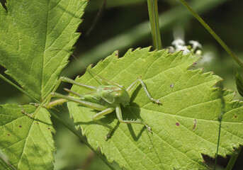 Grünes Heupferd (Tettigonia viridissima)