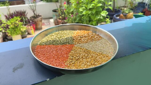 Spin around shot of mix lentils on a plate, Closeup of Pulses, Masur Moong mung boot chana chickpea pea yellow red green dal lentil pulse bean split verity mix arranged in a pie pattern