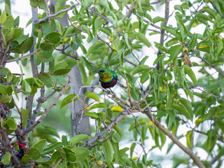 Malachitnektarvogel (Nectarinia famosa) © Lothar Lenz
