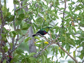 Malachitnektarvogel (Nectarinia famosa) © Lothar Lenz