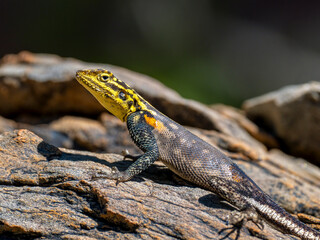 Namibische Felsenagame (Agama planiceps)