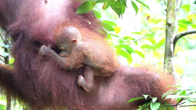 Sleeping infant orangutan clings to mother.