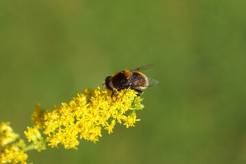 Male hoverfly Furry Drone Fly, Eristalis intricaria, family hoverflies (Syrphidae) on flowers of Canadian goldenrod (Solidago Canadensis). Netherlands, late summer, September