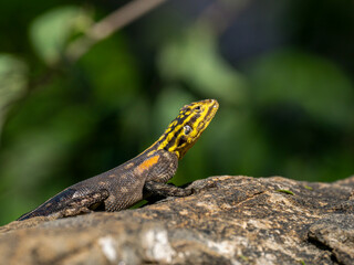 Namibische Felsenagame (Agama planiceps)