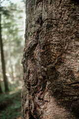 Fototapeta premium Close-up view of textured tree bark in a serene forest setting captured during daylight