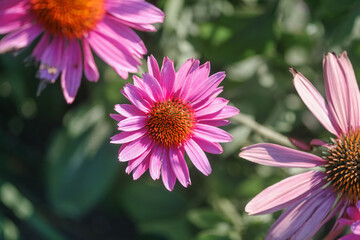 Beautiful purple echinacea flowers blooming in a sunny garden during late spring