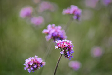 Delicate purple flowers blooming in a serene landscape during a bright sunny day