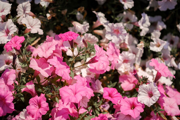 Colorful petunias in a garden during spring showcasing vibrant pink and white blooms