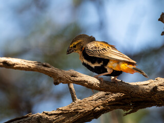 Oryxweber (Euplectes orix)