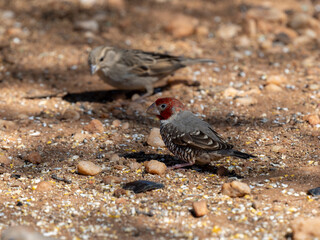 Rotkopfastrild (Amadina erythrocephala), auch Rotkopfamadine
