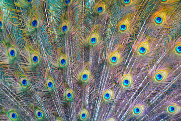Obraz premium Close up of Blue and Gold Peacock Plumage Tail Feathers