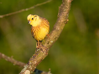 Goldammer (Emberiza citrinella)