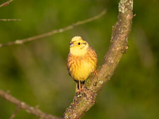 Goldammer (Emberiza citrinella)
