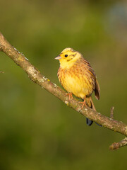Goldammer (Emberiza citrinella)