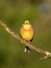 Goldammer (Emberiza citrinella)
