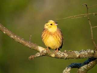 Goldammer (Emberiza citrinella)