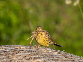 Goldammer (Emberiza citrinella) sammelt Nistmaterial