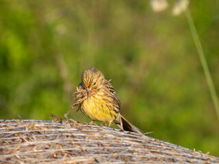 Goldammer (Emberiza citrinella) sammelt Nistmaterial