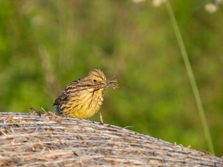 Goldammer (Emberiza citrinella) sammelt Nistmaterial