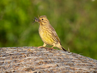 Goldammer (Emberiza citrinella) sammelt Nistmaterial