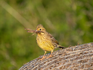 Goldammer (Emberiza citrinella) sammelt Nistmaterial