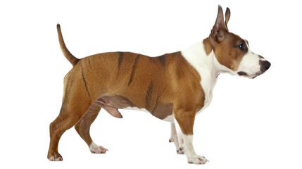 Miniature Bull Terrier full body isolate on transparent background