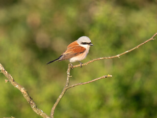 Neuntöter (Laius collurio) oder Rotrückenwürger