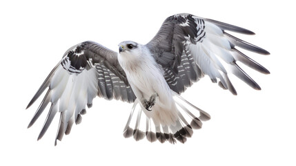 Mississippi Kite full body isolate on transparent background