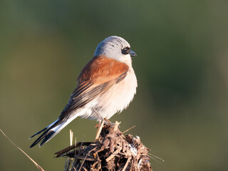 Neuntöter (Laius collurio) oder Rotrückenwürger