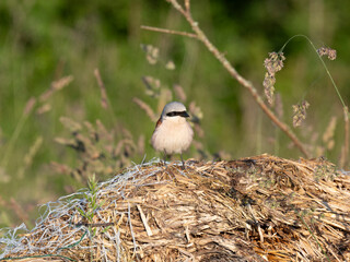 Neuntöter (Laius collurio) oder Rotrückenwürger