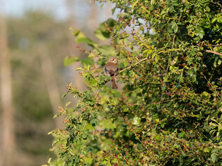 Neuntöter (Laius collurio) oder Rotrückenwürger