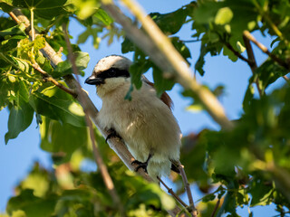 Neuntöter (Laius collurio) oder Rotrückenwürger