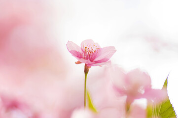 Obraz premium 春 一輪の河津桜