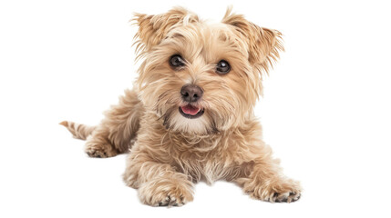 Morkie full body isolate on transparent background