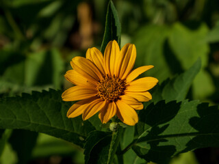 Yellow heliopsis flower close-up on a background of green leaves