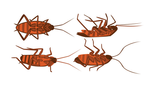 Set of dead cockroach collection, dying cockroach cartoon, Corpse of insect or pest bug, poaching and illegal animal hunting icons, danger for safety of wildlife, Cockroach upside down on the floor.