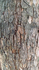 Obraz premium photo of the surface of old tree bark so that the surface appears cracked and produces an abstract pattern 