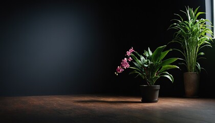 Fototapeta premium A black vase holds a green plant Table near black wall White flower on wall 70