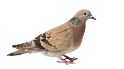 Mourning Dove full body isolate on transparent background